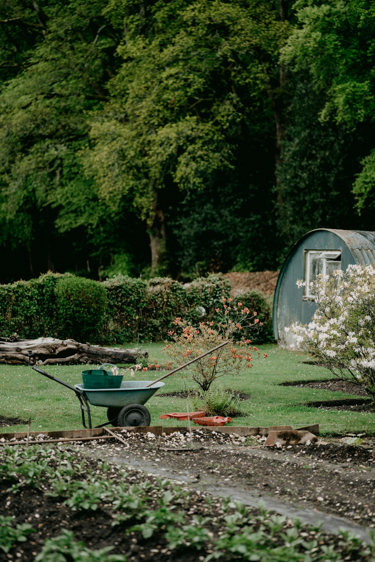 A tidy lawn with hedges and a wheelbarrow