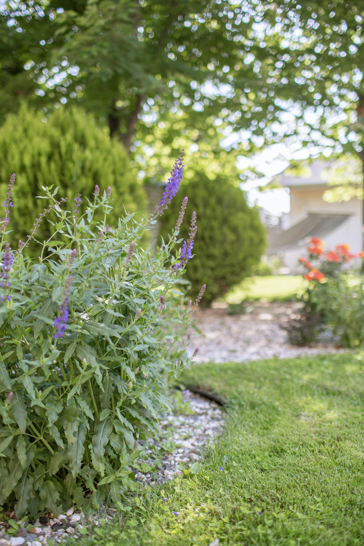 Purple flowers in a garden border
